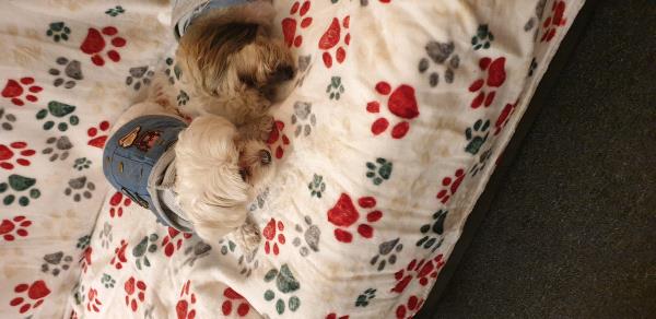/Images/uploads/Louies Legacy Animal Rescue/cutest-rescue-pet-2023/entries/28112thumb.jpg